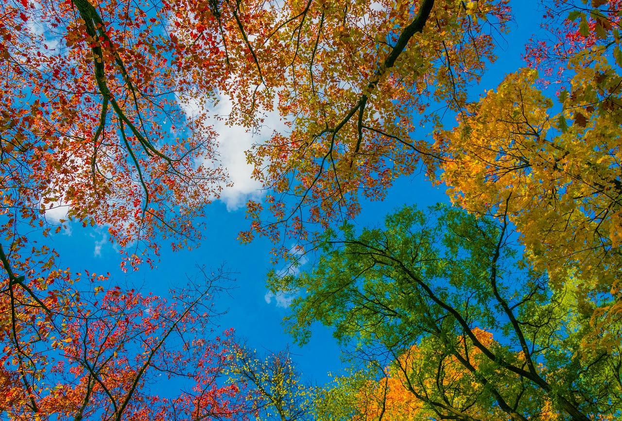 金风送爽的早晨