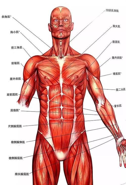 弹簧拉力器是用来练胸和二头的?感觉三观都崩塌了 