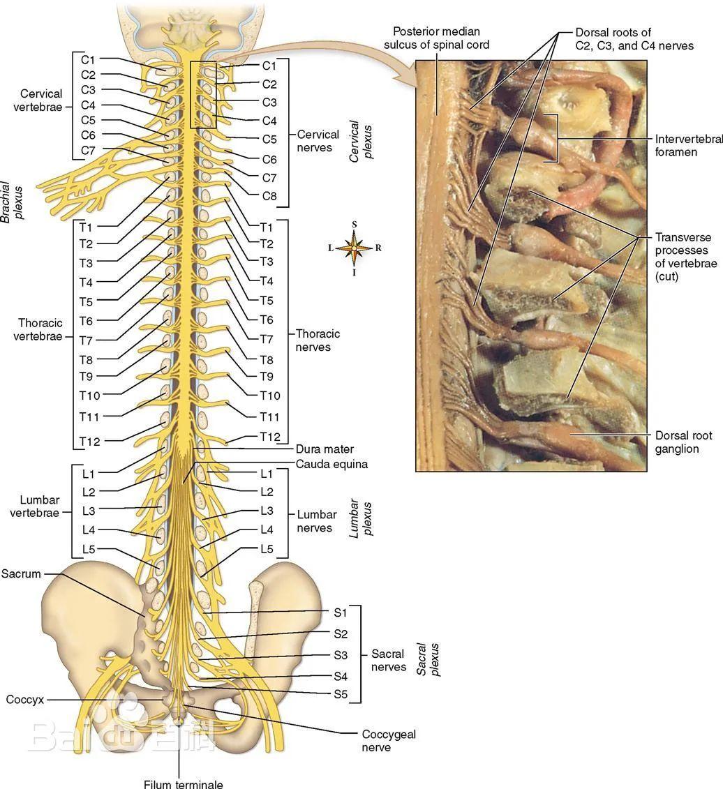 神经系统-外周神经系统