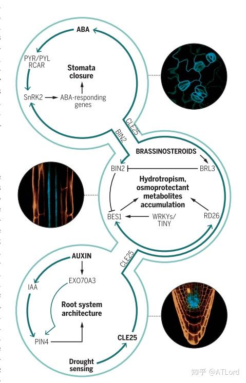 Science综述 | 西班牙CRAG Ana I. Caño-Delgado研究团队综述植物对干旱胁迫的生理响应 - 知乎