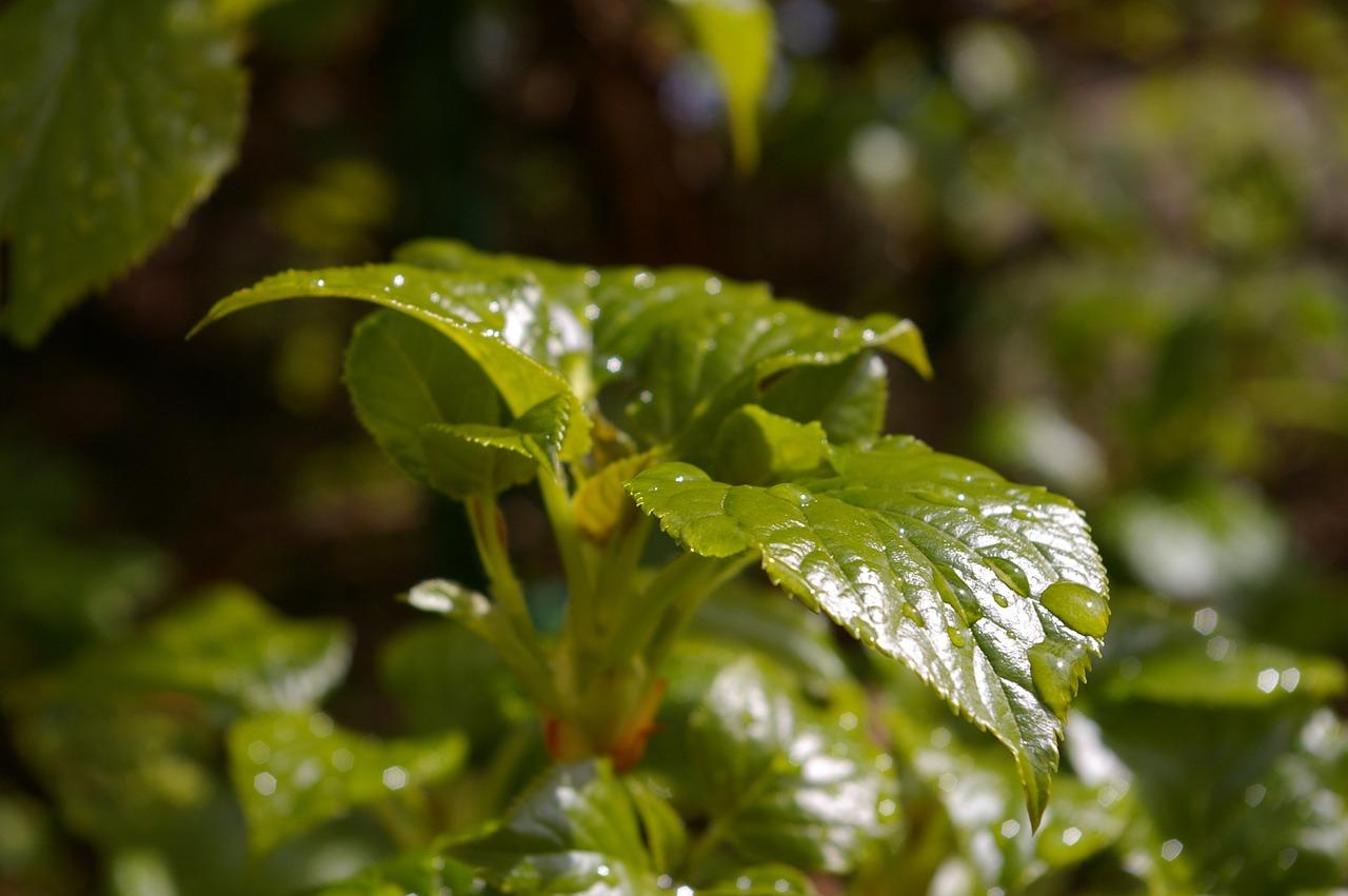 2. 香山春色正当时