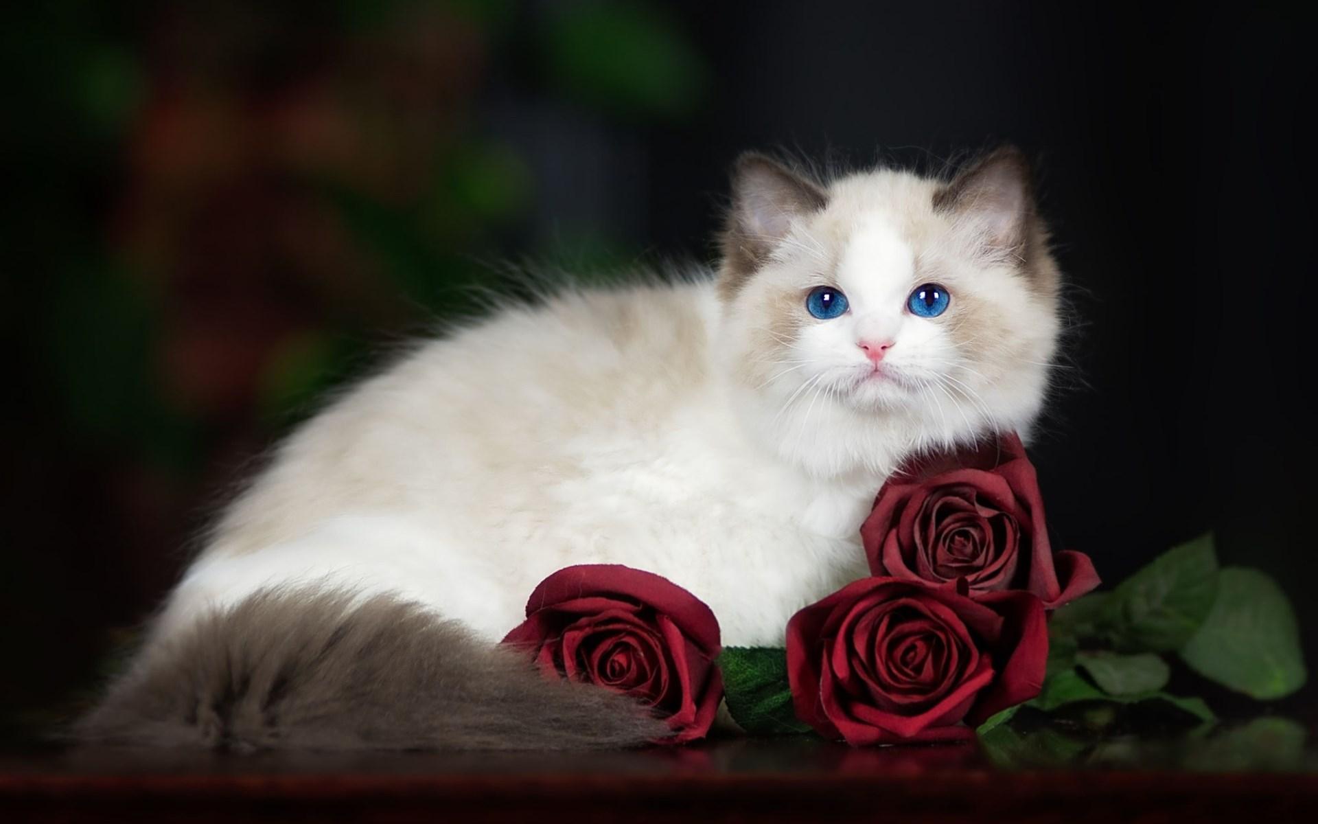 为什么布偶猫那么贵布偶猫会不会成为下一个藏獒