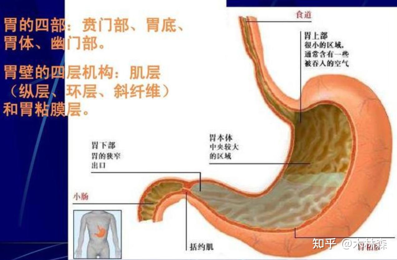 正常胃窦清晰大图图片