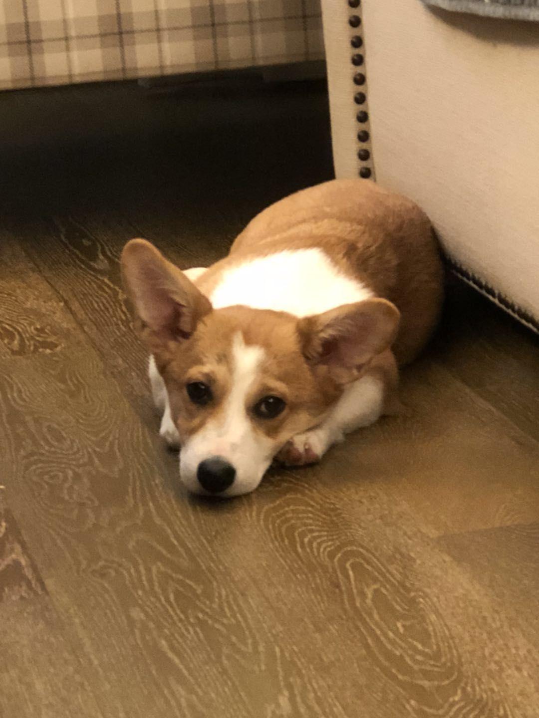 亲们买回来的柯基狗子快4个月了还不立耳要怎么办啊