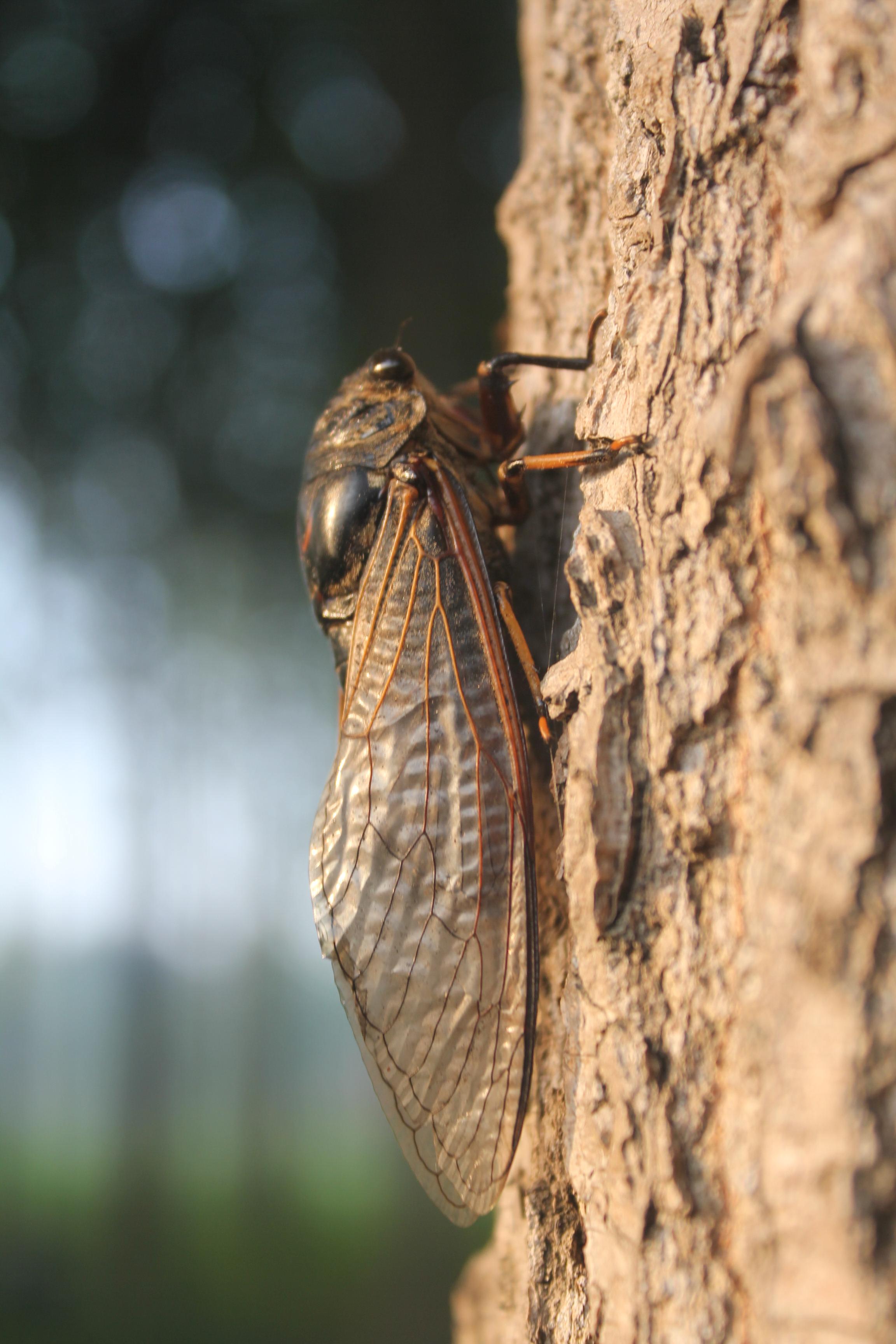 金蝉(知了)喜欢群居还是独处?