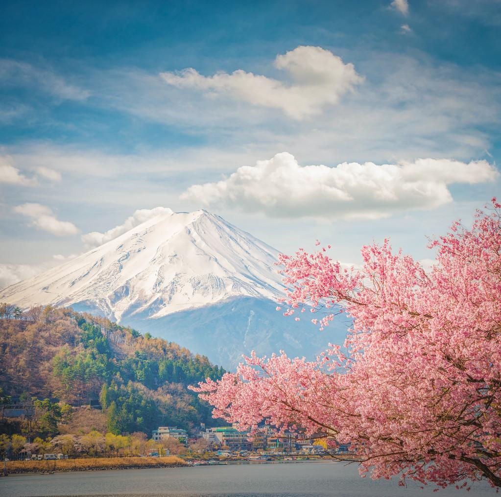 日本有没有两千米以上的两个月以上不融化的雪山并且附近还种植樱花树