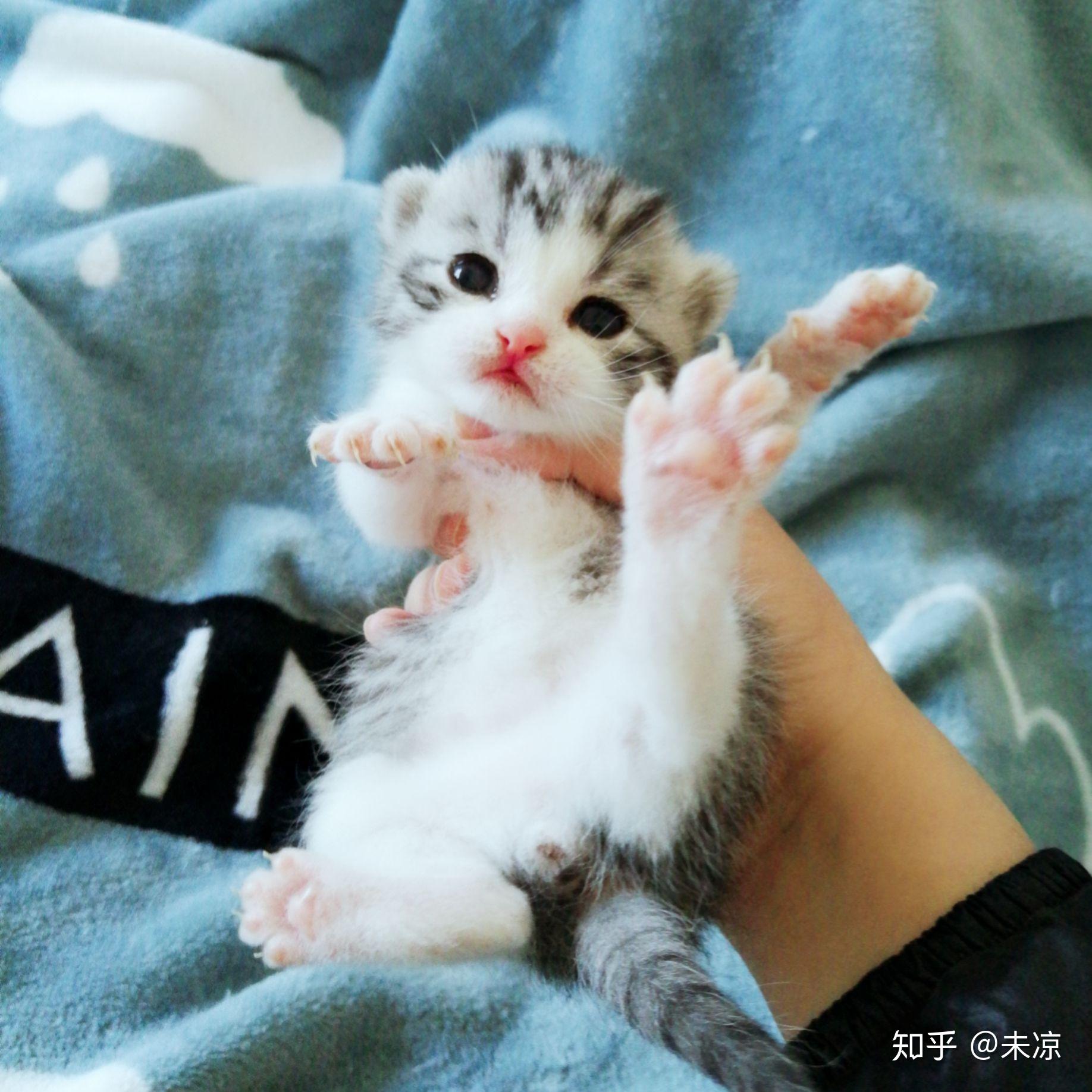 在北京买猫哪里比较靠谱? - 知乎
