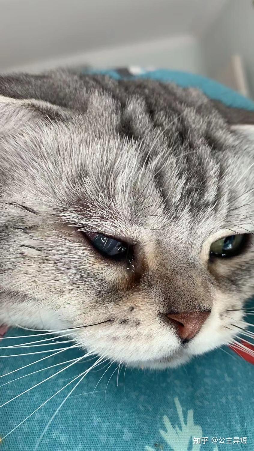 猫咪角膜溃疡案例回访/美短虎斑小猫