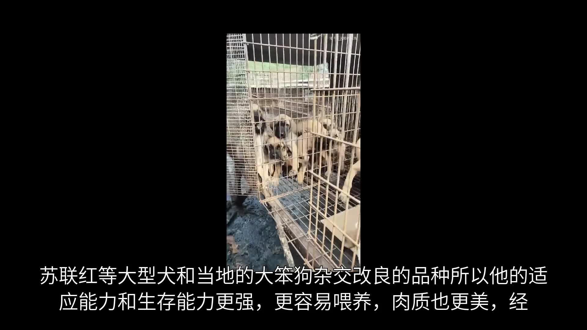什么地方有肉狗苗卖肉狗苗批发市场