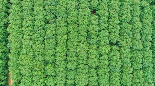 披星戴月地辛苦割胶或成历史,海南胶园迎来这一“神器”! 披星戴月地辛苦割胶或成历史,海南胶园迎来这一“神器”!