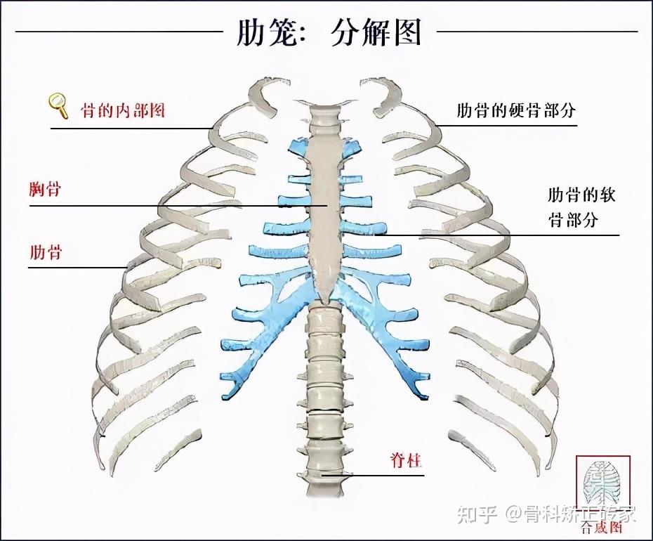 全身骨骼系統解剖圖譜彙總