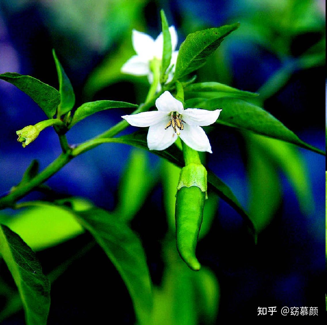 中国古代没有辣椒的时候，古人是用什么调料来代替辣椒的？ - 知乎