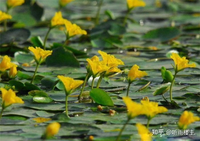 千年佳蔬莼与荇 - 知乎