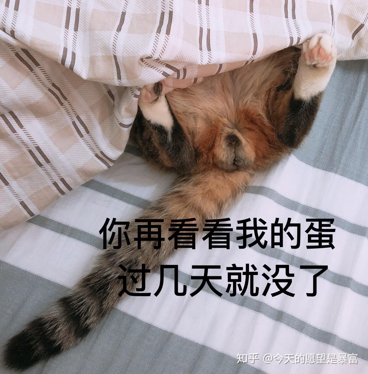 猫咪阉割后是不是就没有蛋蛋了