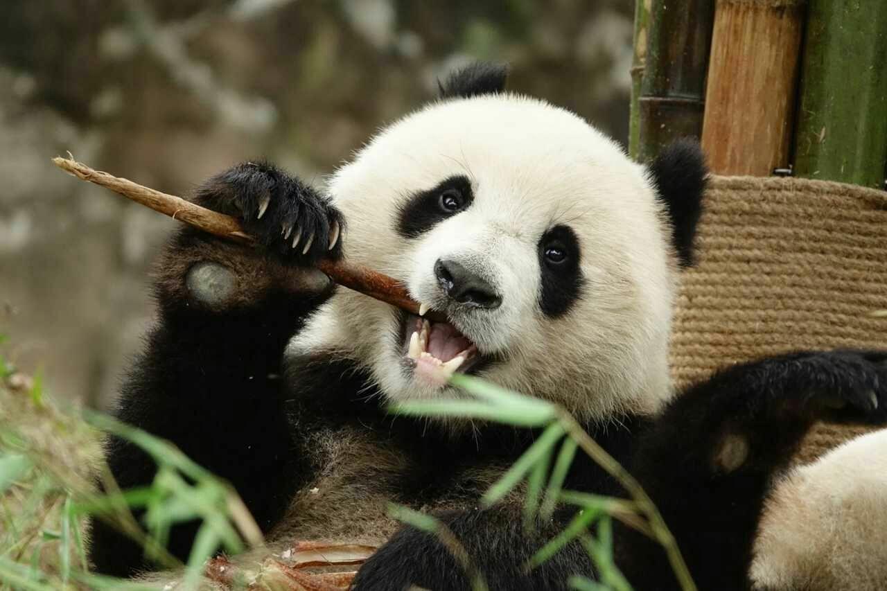 大熊猫“秋浜”17周岁啦！深圳野生动物园给它过了个生日_深圳新闻网