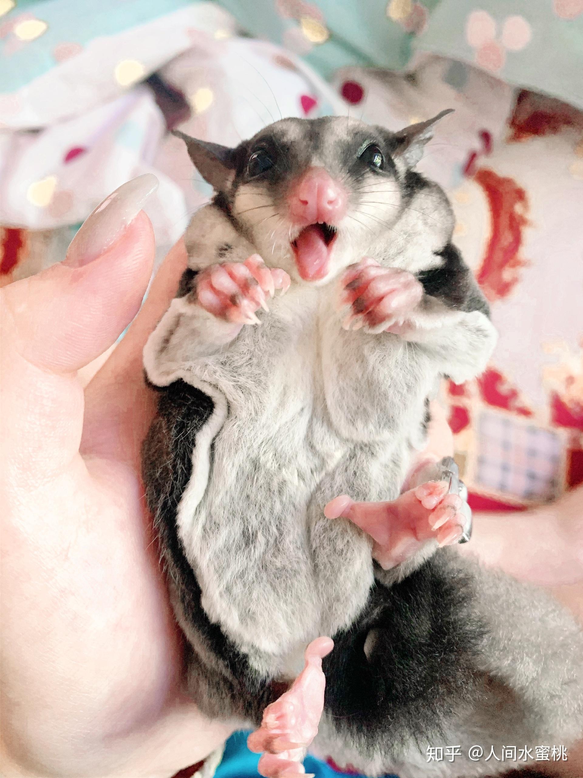 养蜜袋鼯会后悔吗