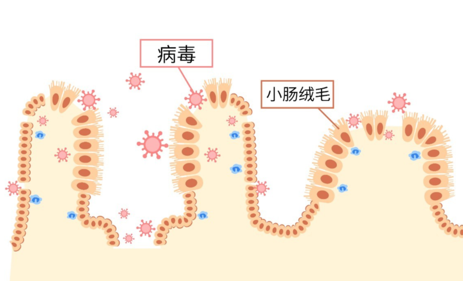 近期高发宝宝高烧40还腹泻轮状病毒来了