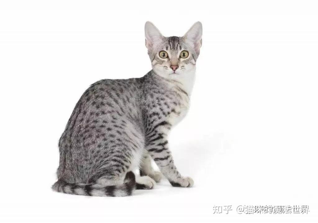 猫咪品种大盘点17:埃及猫