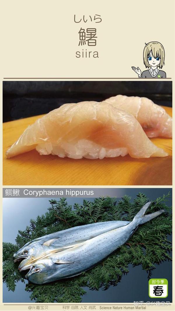 日本寿司一般会用到什么鱼 刺身的话除了三文鱼还有什么比较出名的鱼种供选用 寿司刺身有哪几种鱼 Urpimp网