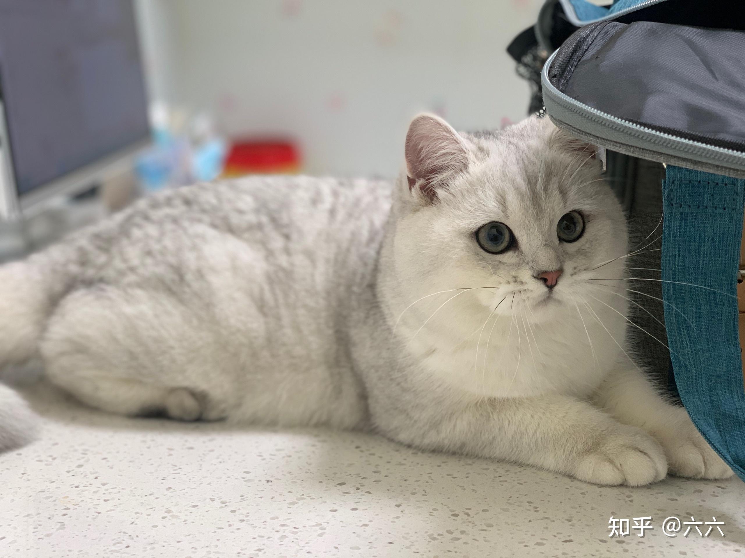 想买一只银渐层价格多少左右? - 知乎