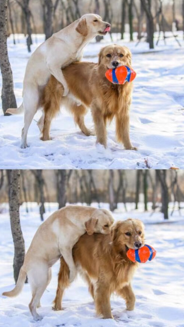 养一只狗陪跑步可行吗养什么狗比较好