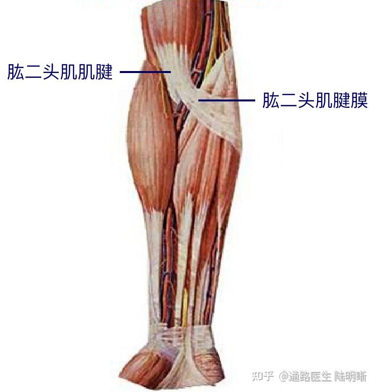 這層膜狀結構起於肱二頭肌肌腱內側緣,呈扇形斜向內下走行,與肘內側深