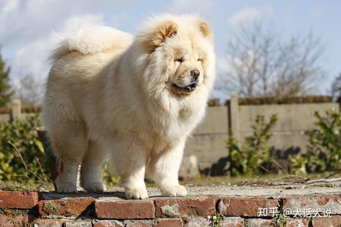 如何选择好品相松狮犬 来自“松狮皇后”的解答 - 知乎