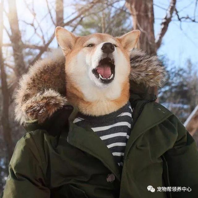 知乎大神有没有跟这个类似的柴犬穿衣服的头像