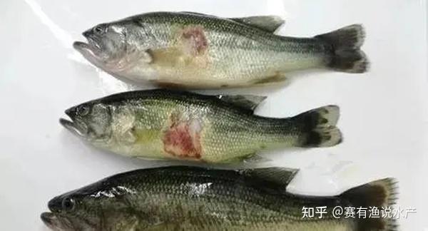 要想有效预防加州鲈虹彩病毒就要先了解清楚发病原因