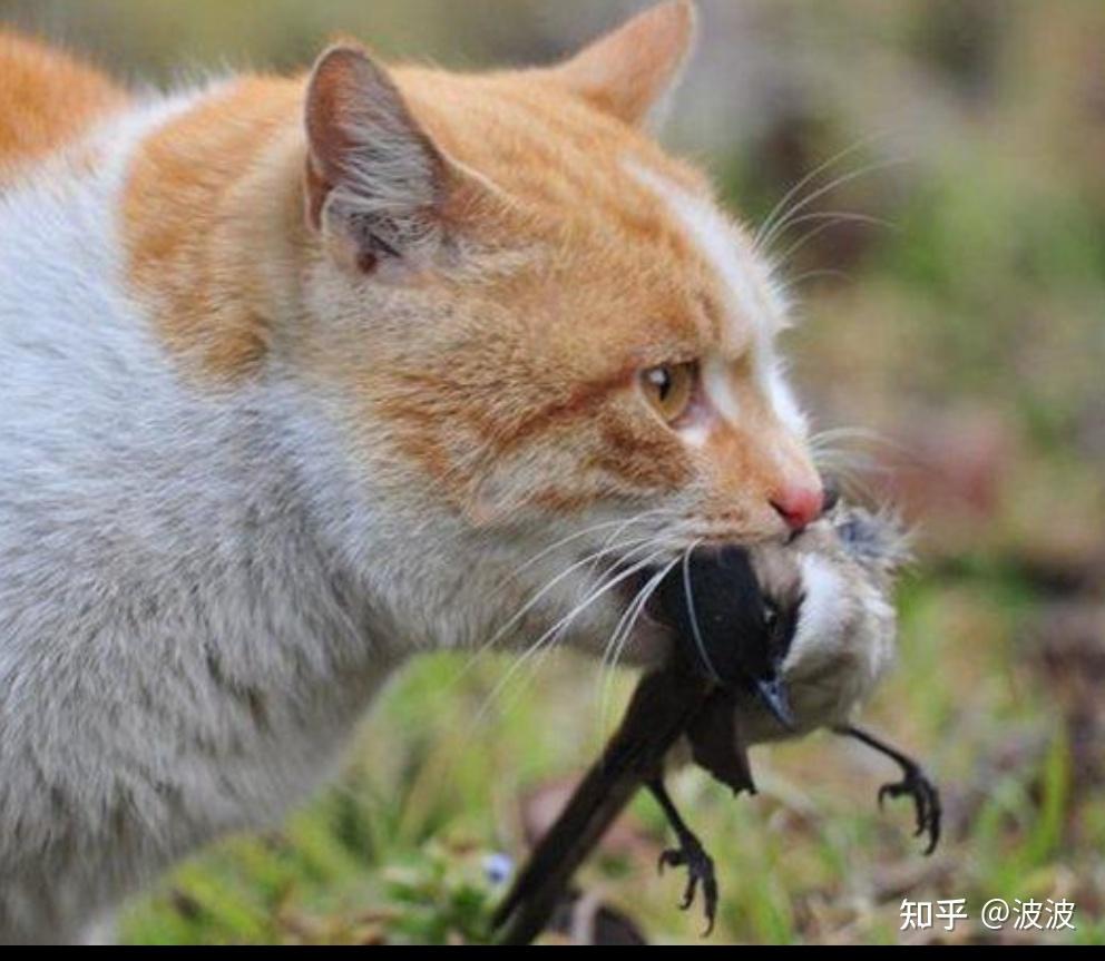 猫为什么对鸟感兴趣