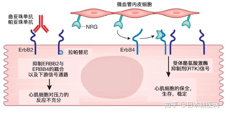 心肌细胞二联体图片