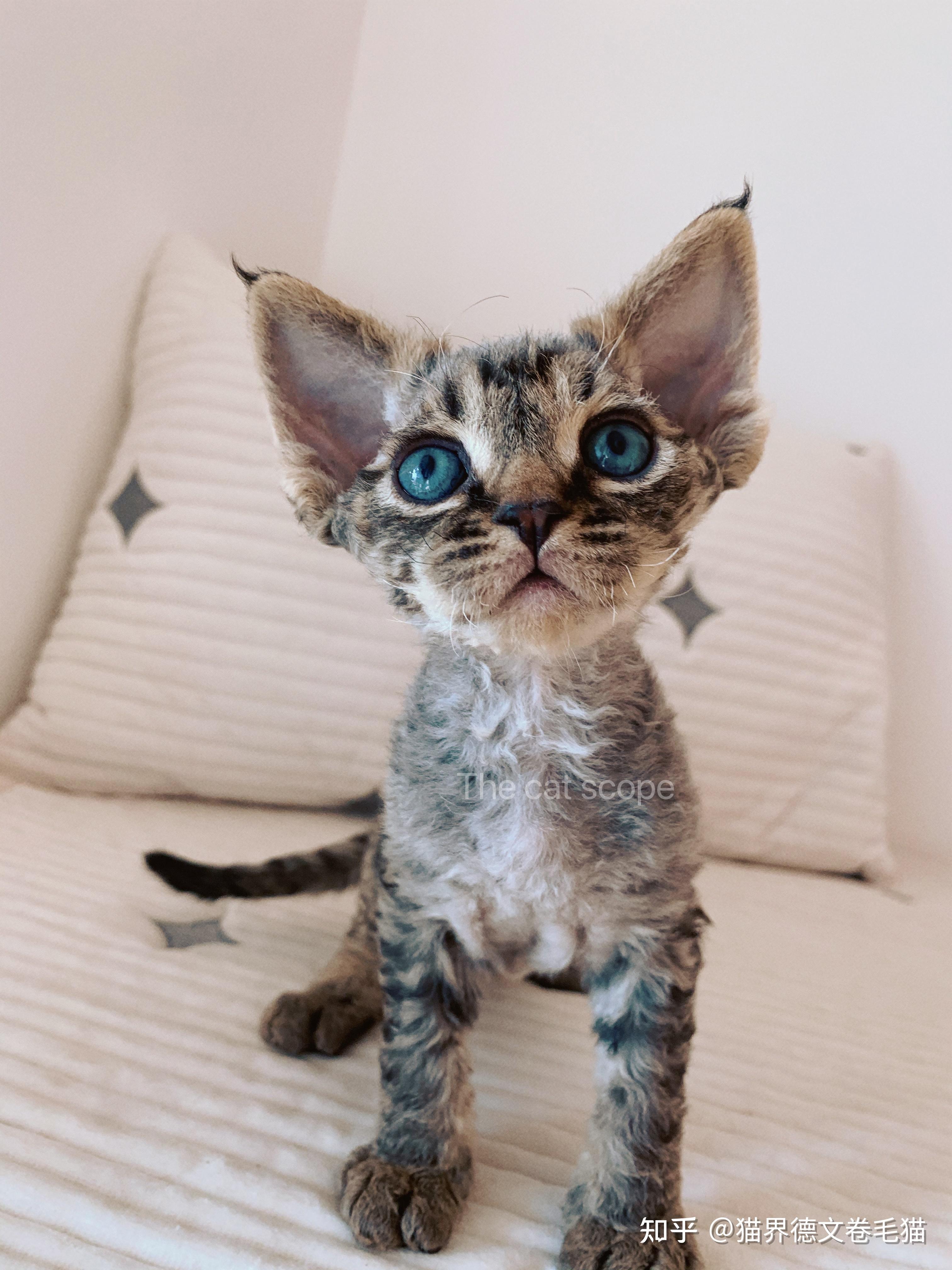 一万五买一只德文卷毛猫贵吗? - 知乎