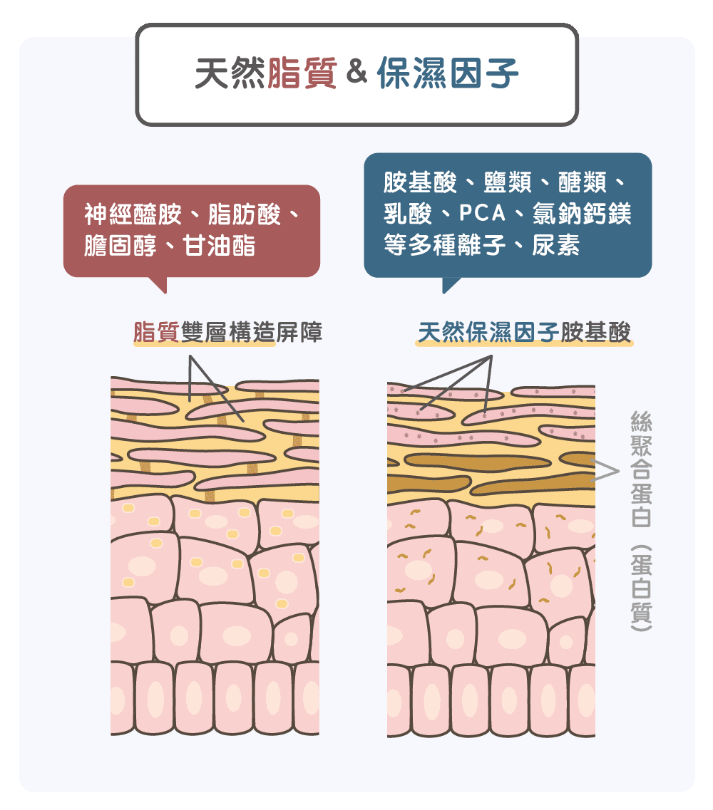 以及角质细胞间由角质代谢中自然产生的脂质与天然保湿因子共同构成