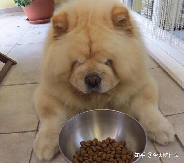 熊貓犬鬆獅為什麼會被寵物店拒之門外