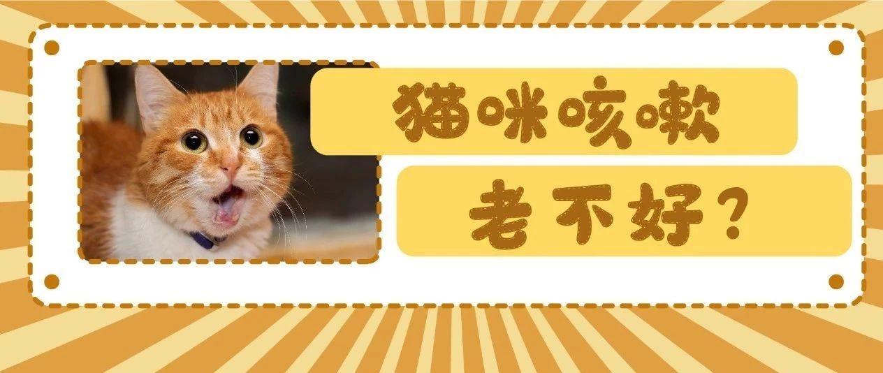 发现猫咪咳嗽 你最需要观察的4件事 知乎