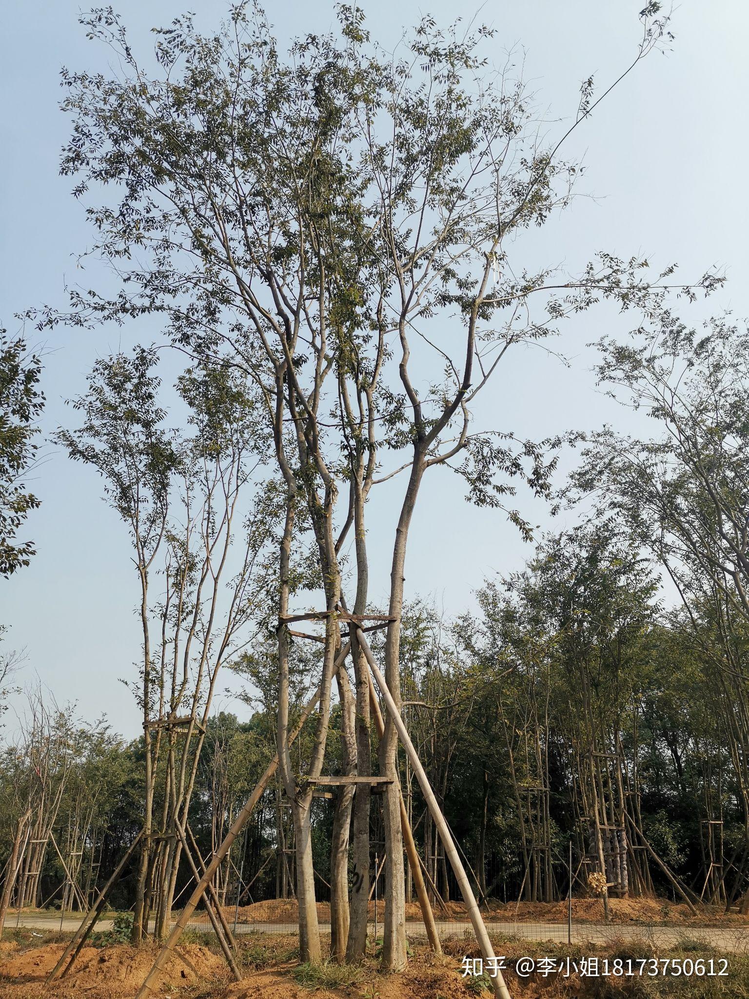 丛生朴树多杆朴树多头朴树湖南益阳绿青苗木拼种的现货跟原生多杆有