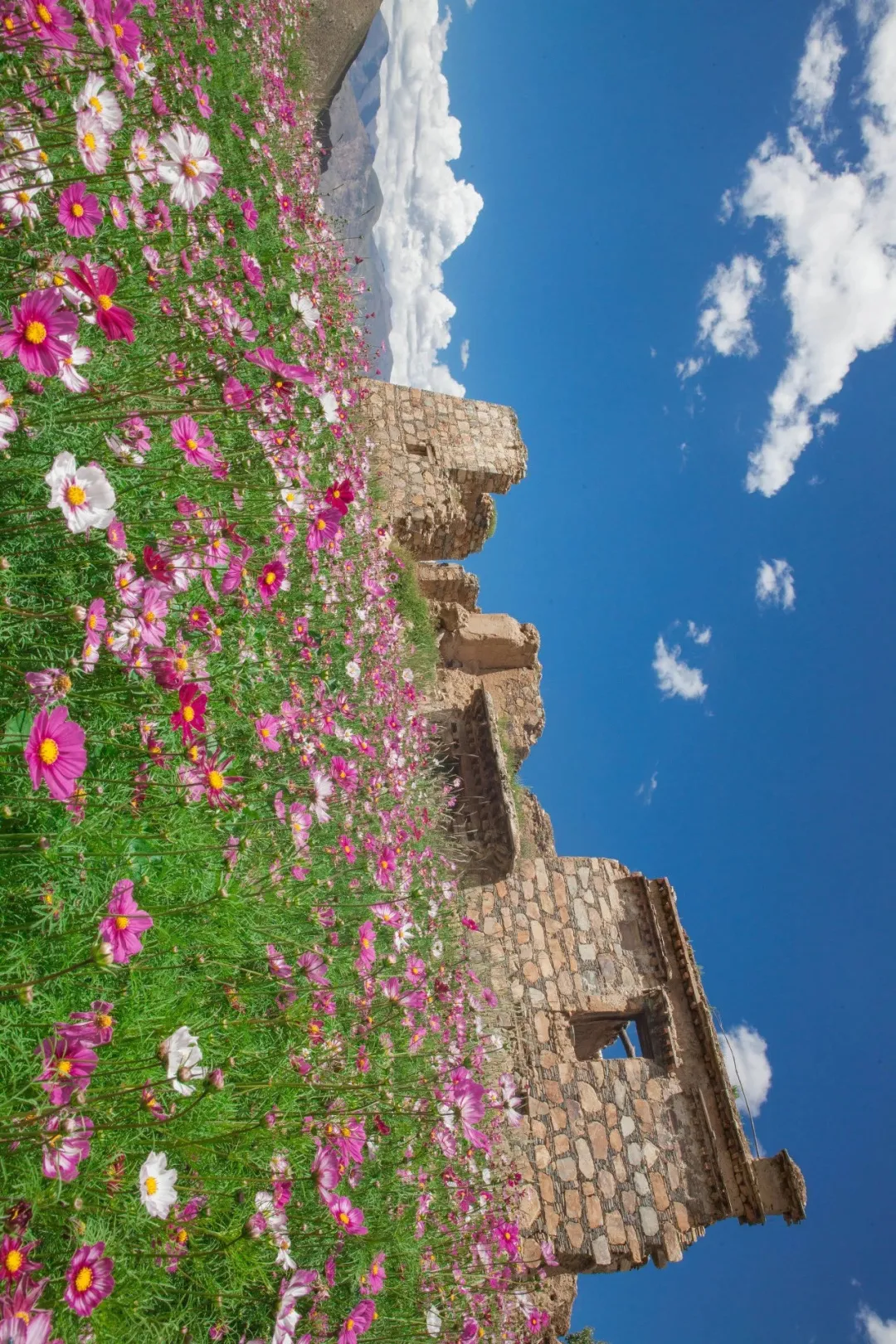 菜花香杂豆花香",看惯了低海拔地区的油菜花,不如也来闻一闻藏地高原