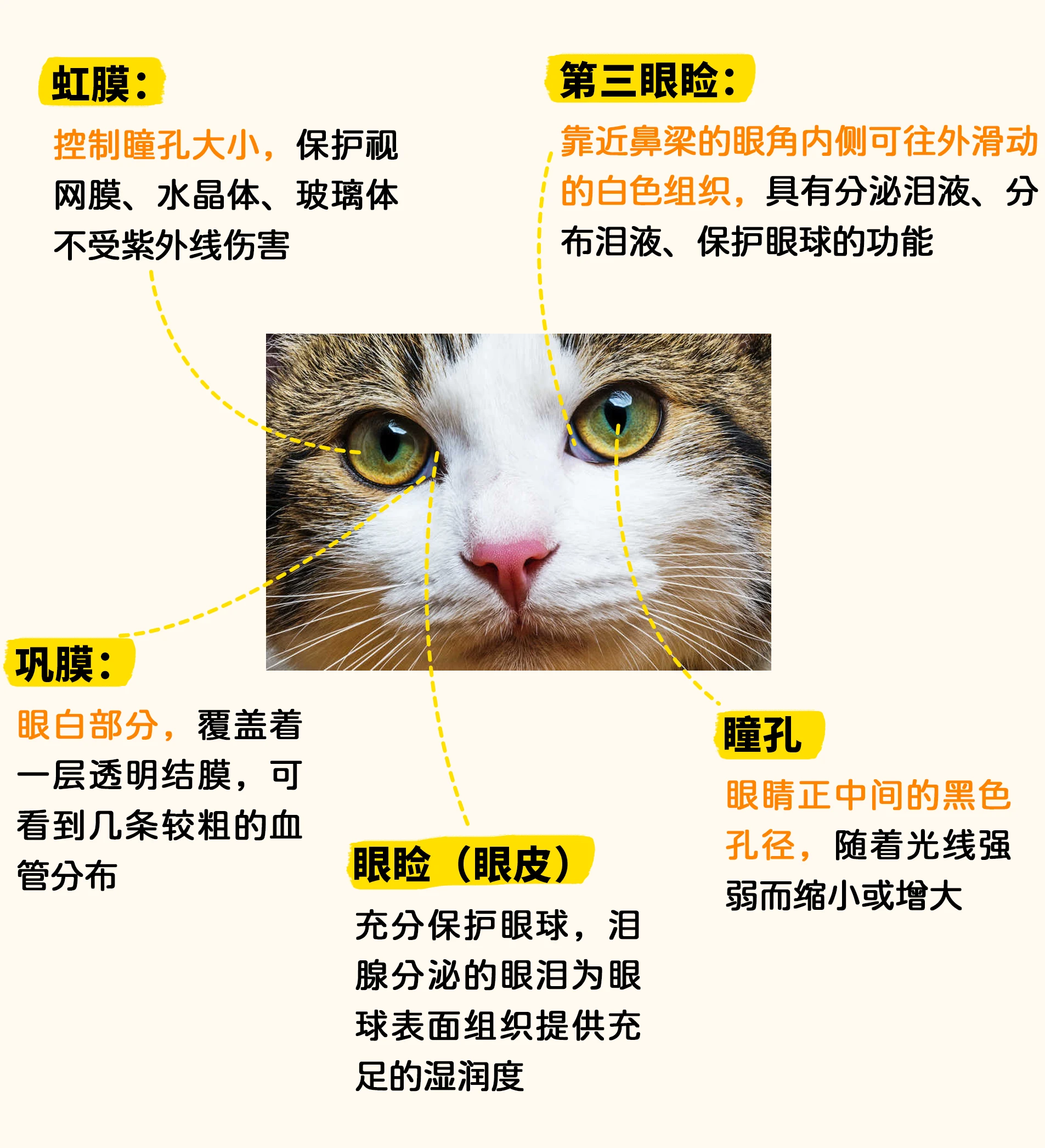 养猫知识点 从头到尾解析猫咪身体结构