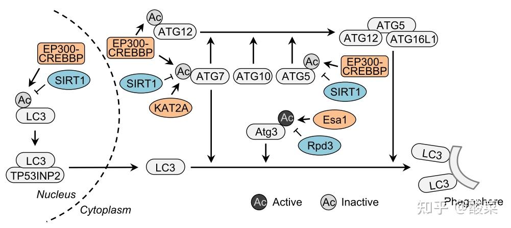细胞自噬的发生过程是怎样的？ - 知乎