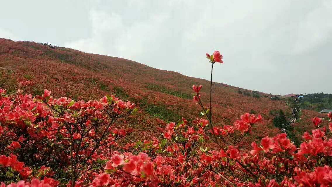贵州旅游景点有哪些推荐？