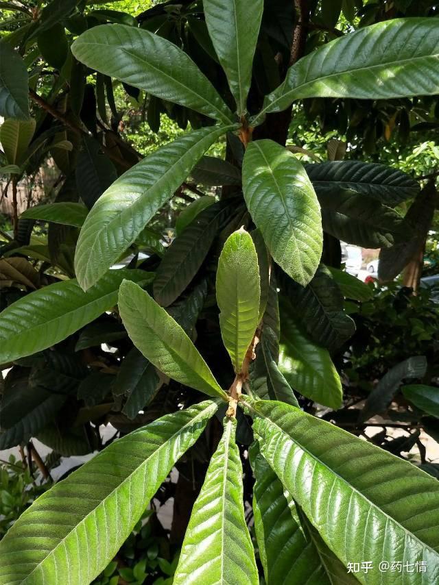 3分钟学草🌿药——批把叶 - 知乎