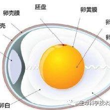 鸡胚孵化条件及注意事项 - 知乎
