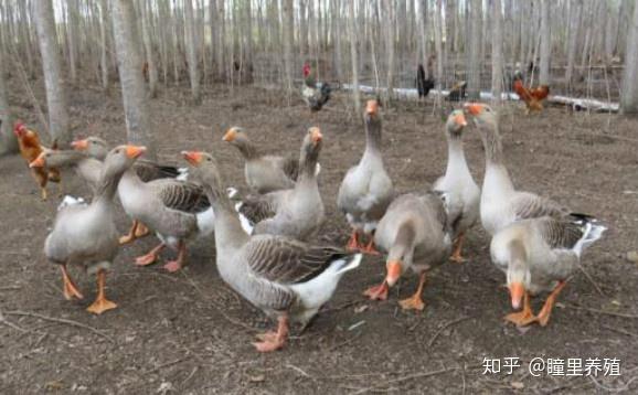 鹅吃什么增肥快 鹅吃什么长的快有营养