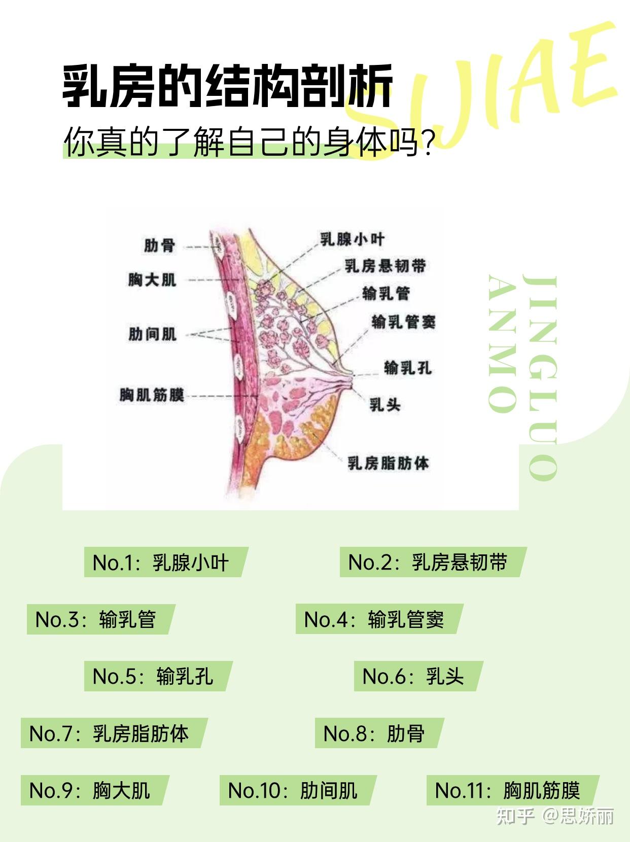 乳房结构 清晰图片