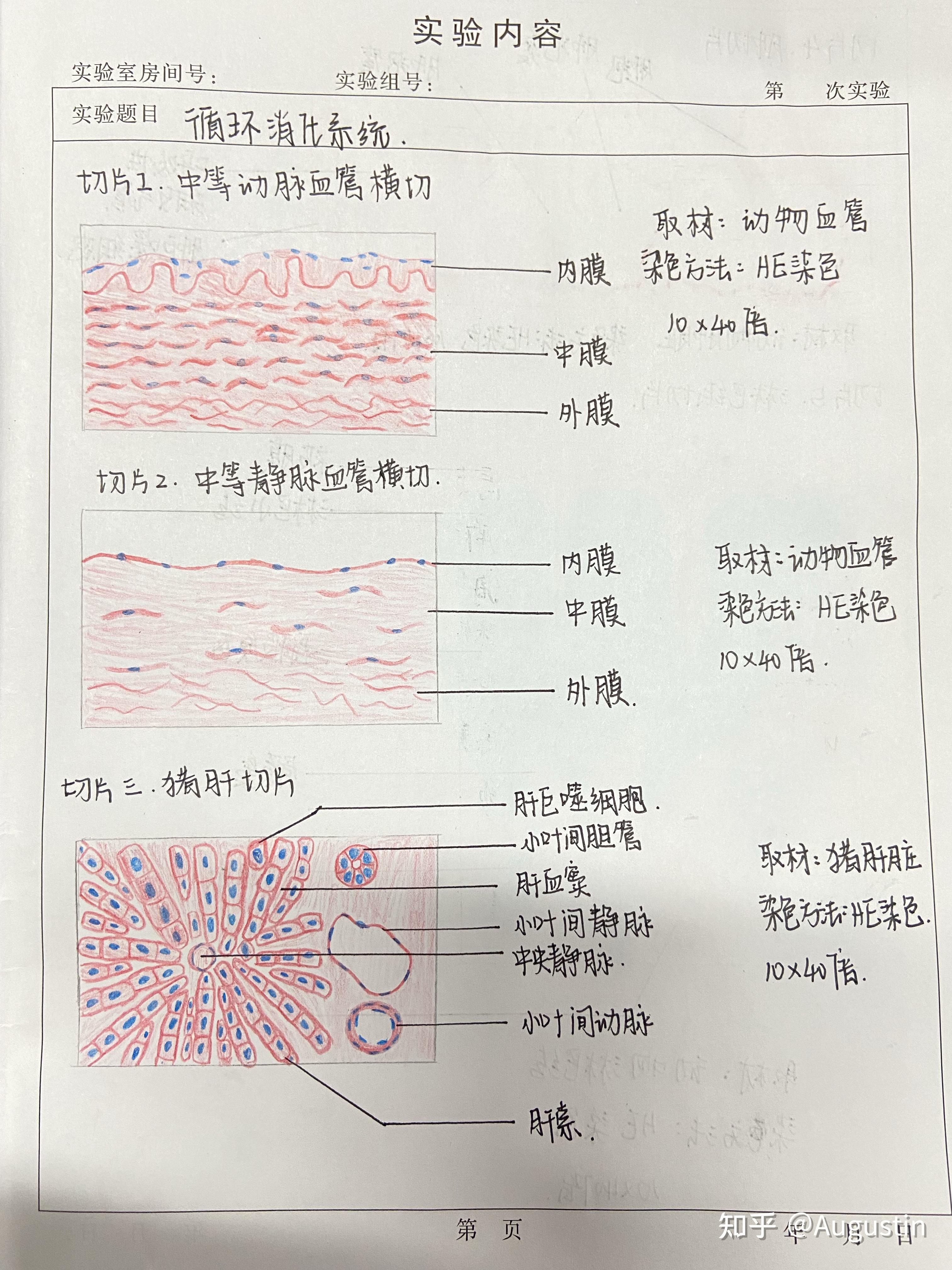 四,泌尿,内分泌,生殖系统动物肾脏切片,动物甲状腺切片,动物卵巢切片