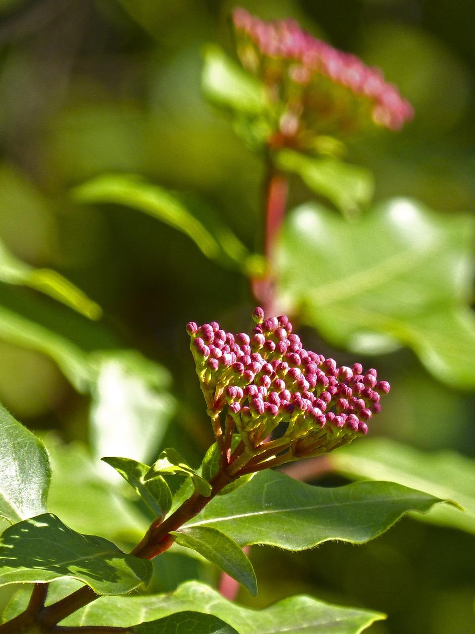 如何养护常青藤