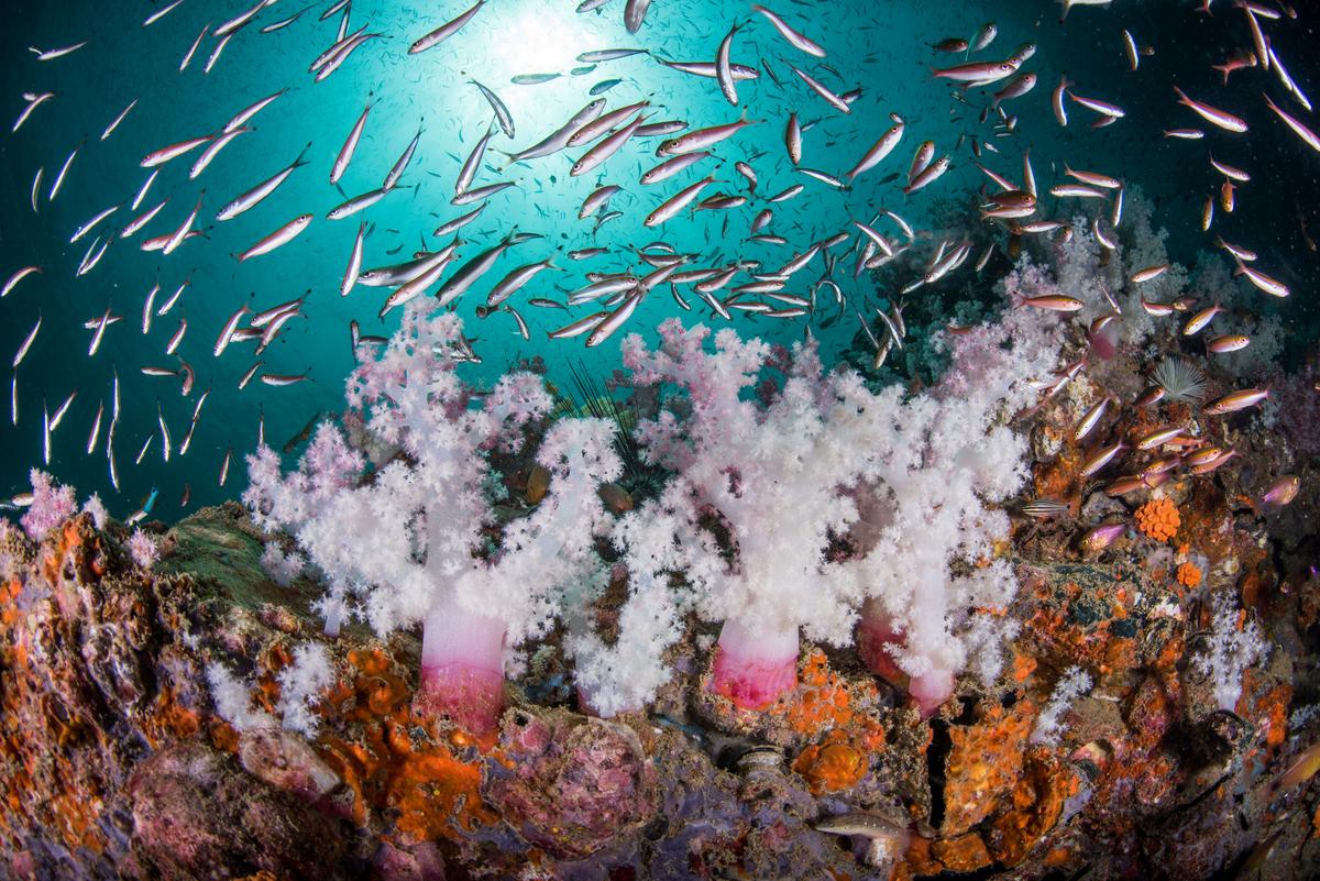 拯救澳洲大堡礁珊瑚 科学家展开史上最大规模保育行动-国际环保在线