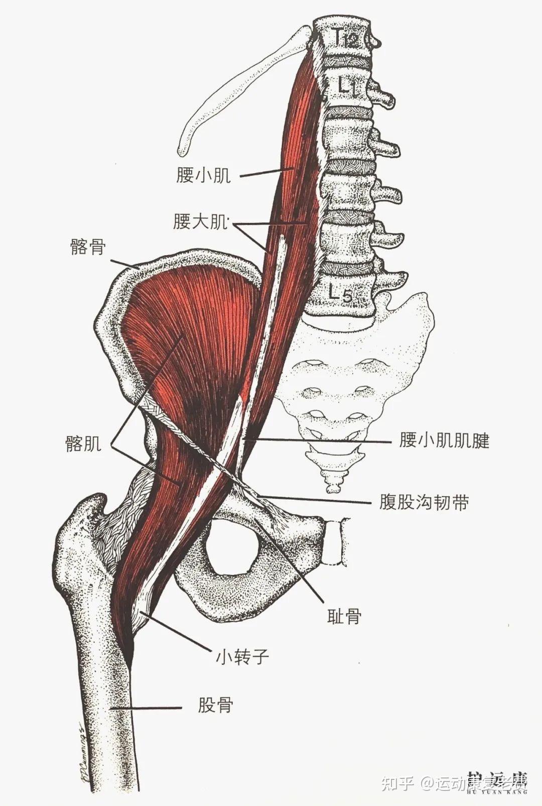 髂腰肌根据位置不同分为腰大肌,腰小肌和髂肌