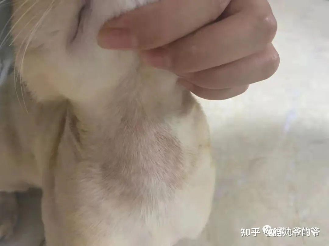 猫九爷:犬猫的脂溢性皮炎