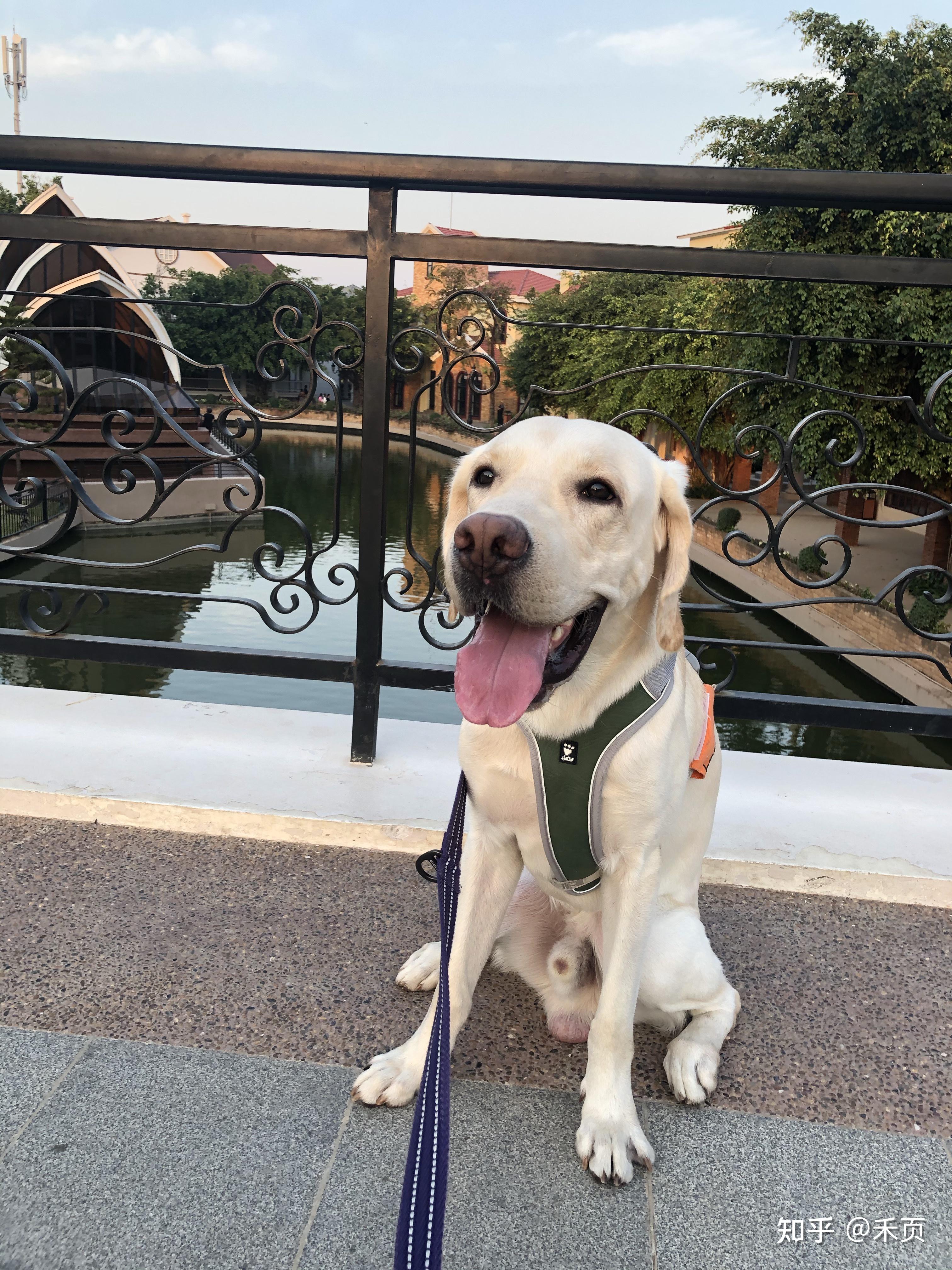 我家7个半月母拉布拉多体型有点小呢还会长大一些么